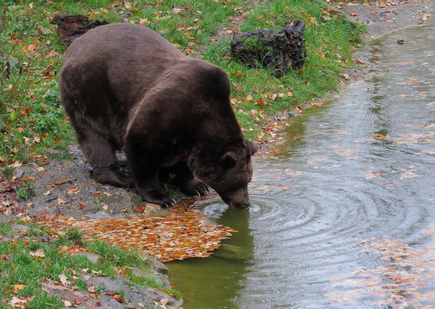 bär