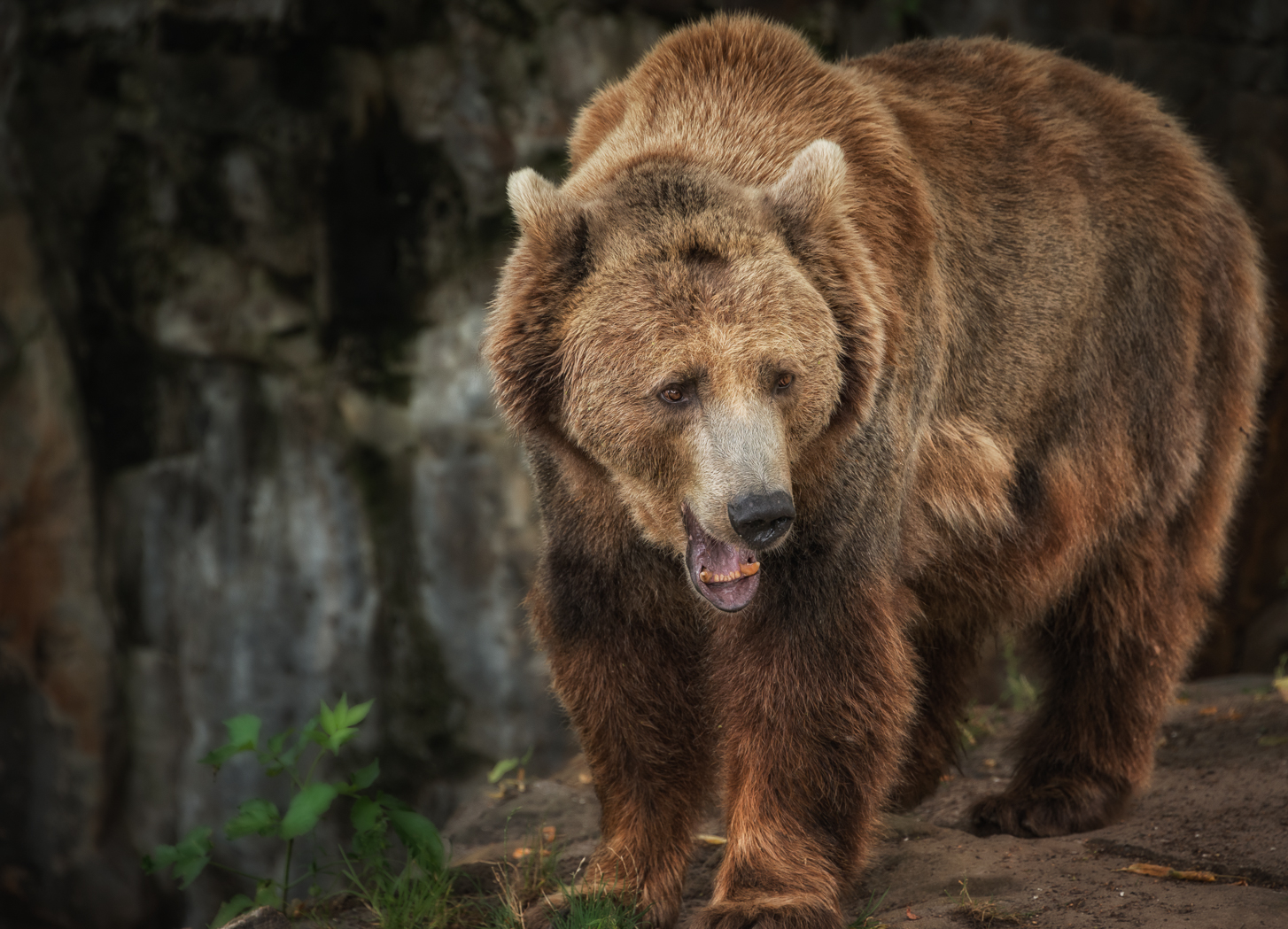 Bär Foto & Bild | berlin, farbe, zähne Bilder auf fotocommunity