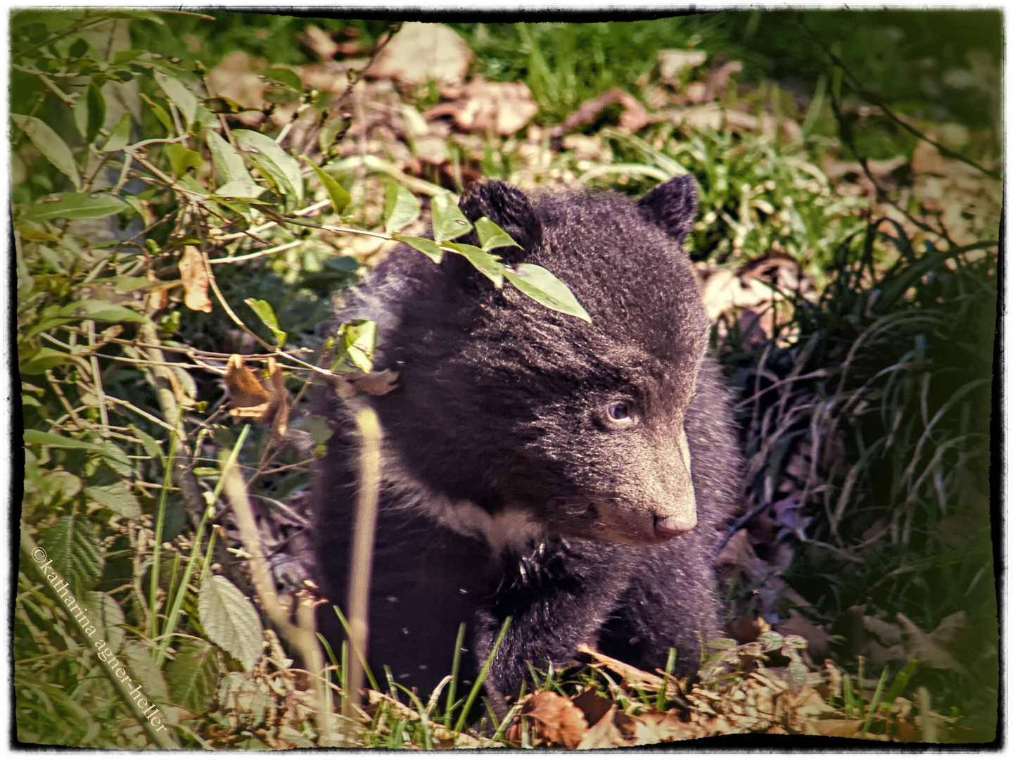 Bär 3 von Mascha und Misha