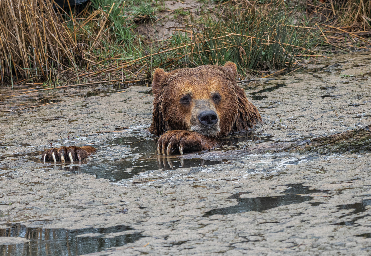 Bär