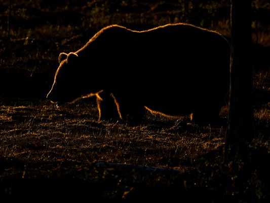 Bär am Abend