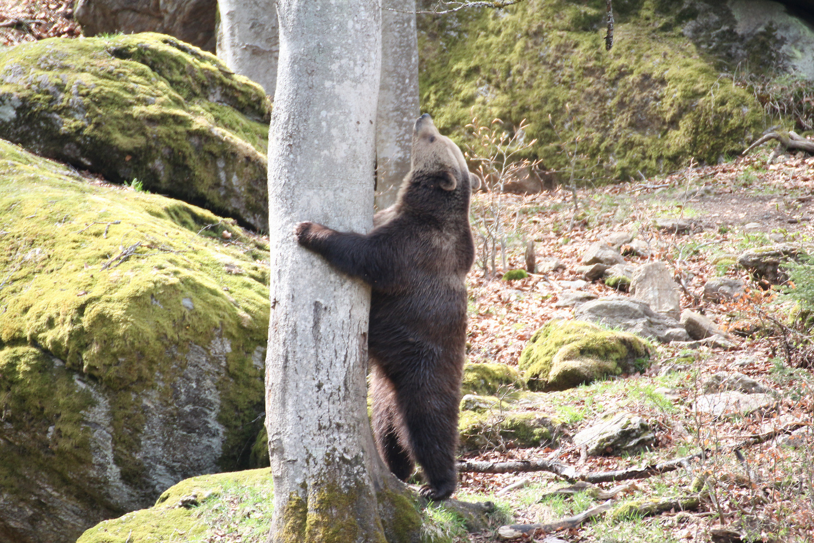 Bär am Baum