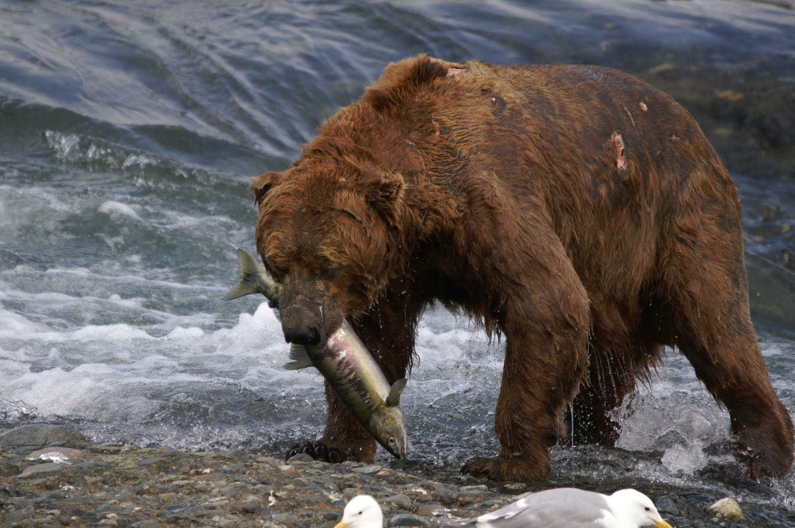 Bär am McNeil River, Alaska