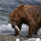 Bär am McNeil River, Alaska