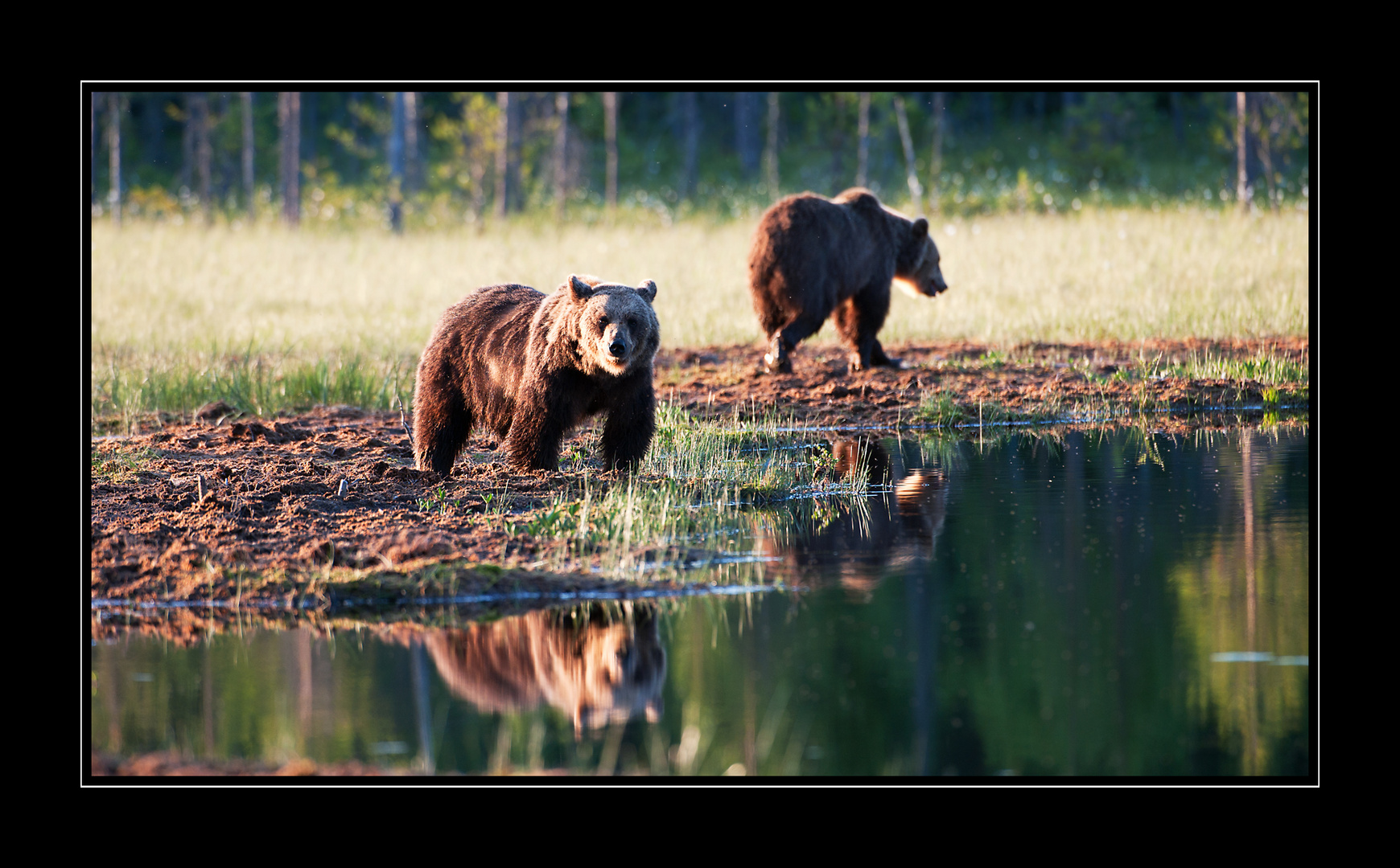 Bär am See