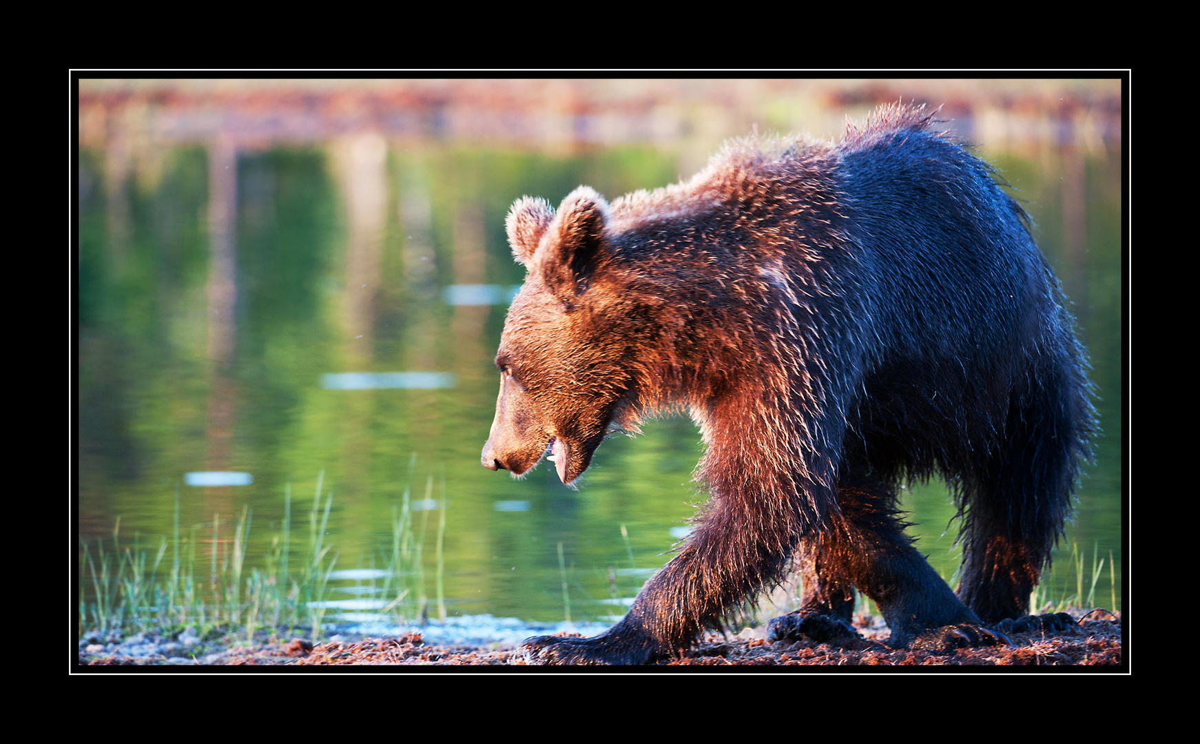 Bär am Wasser