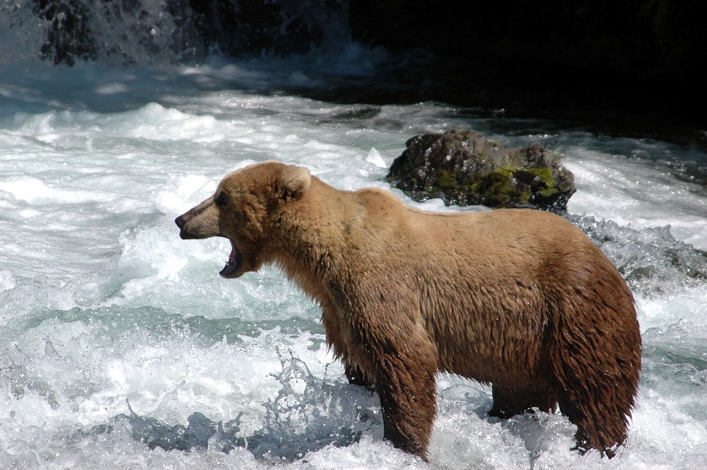 Bär am Wasserfall