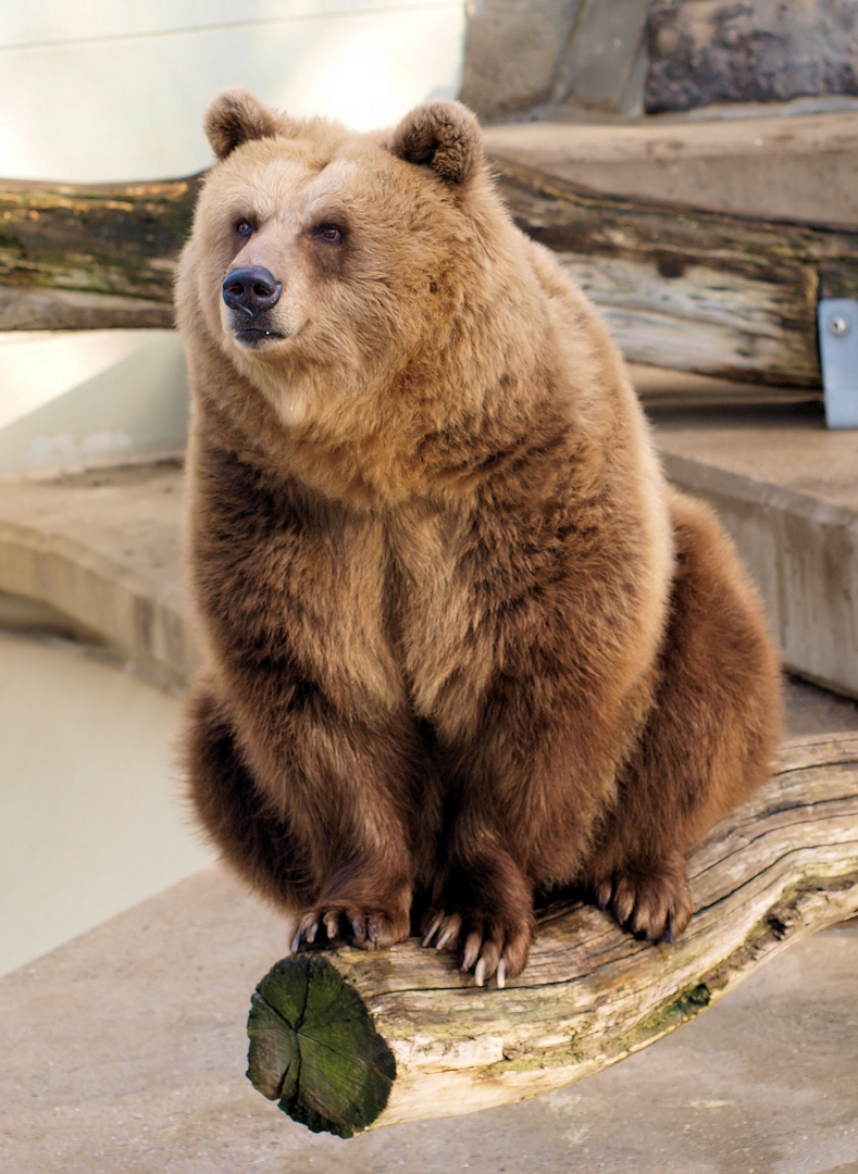 Bär auf der Stange