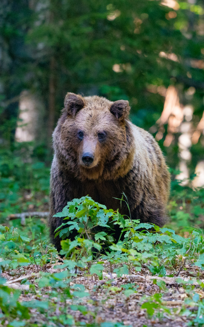 Bär auf Futtersuche