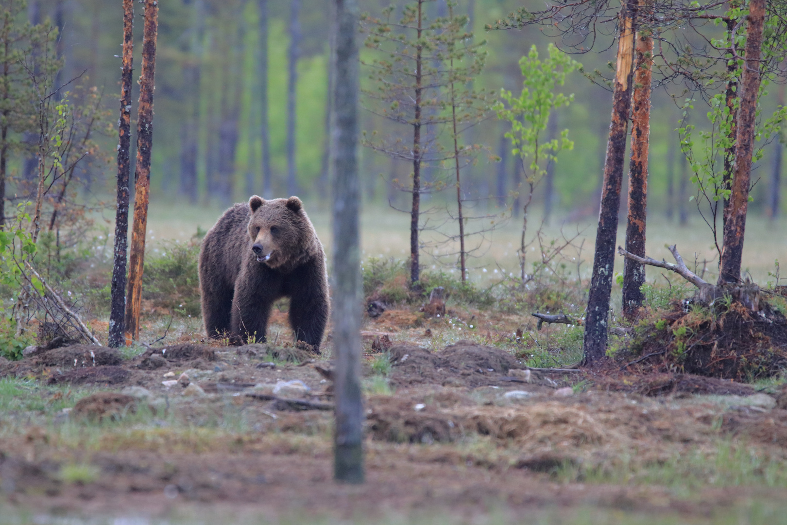 Bär auf Lichtung im finnischen Wald