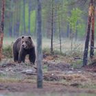 Bär auf Lichtung im finnischen Wald