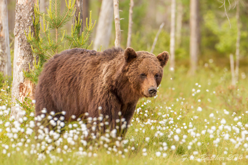 Bär auf Streifzug durch den Wald