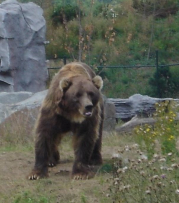 Bär aus der ZOOM Erlebniswelt2