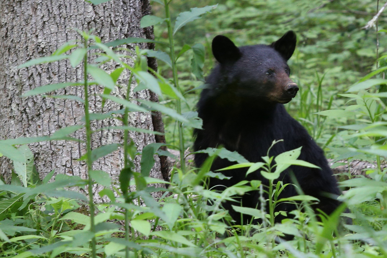 Bär aus Tennessee