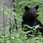 Bär aus Tennessee