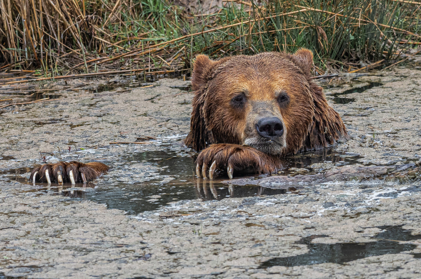 Bär