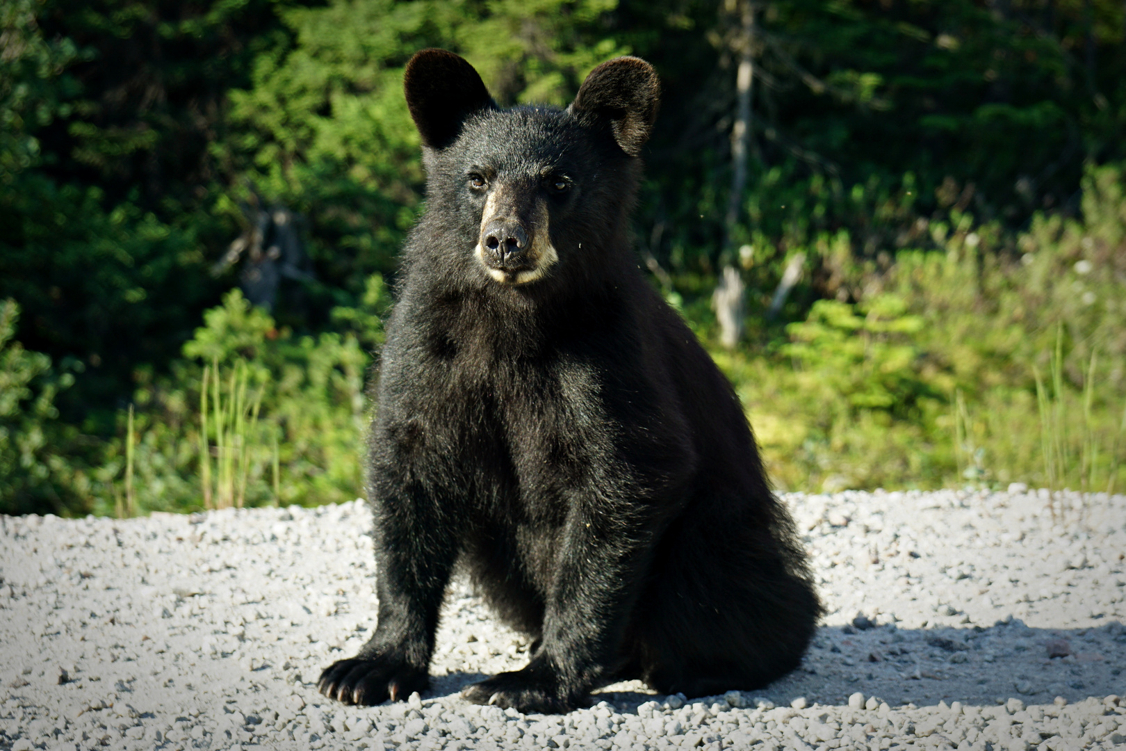 Bär Foto & Bild | world, natur, canada Bilder auf fotocommunity