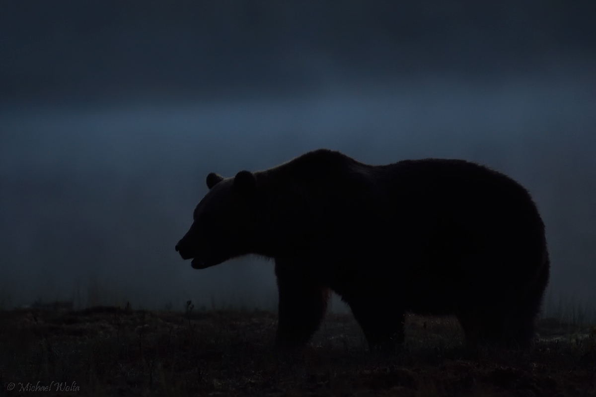 Bär bei Nacht und Nebel