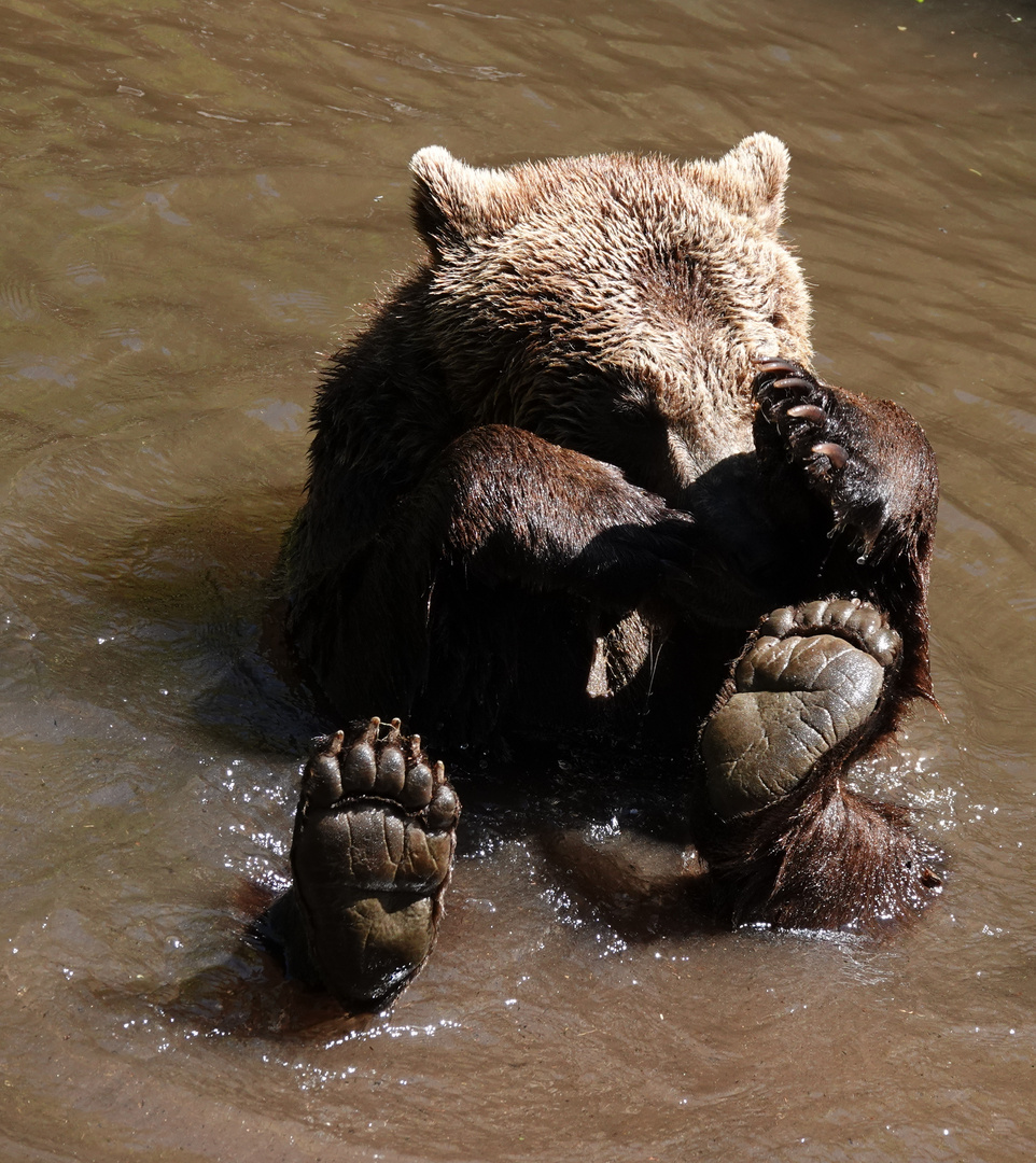 Bär beim baden