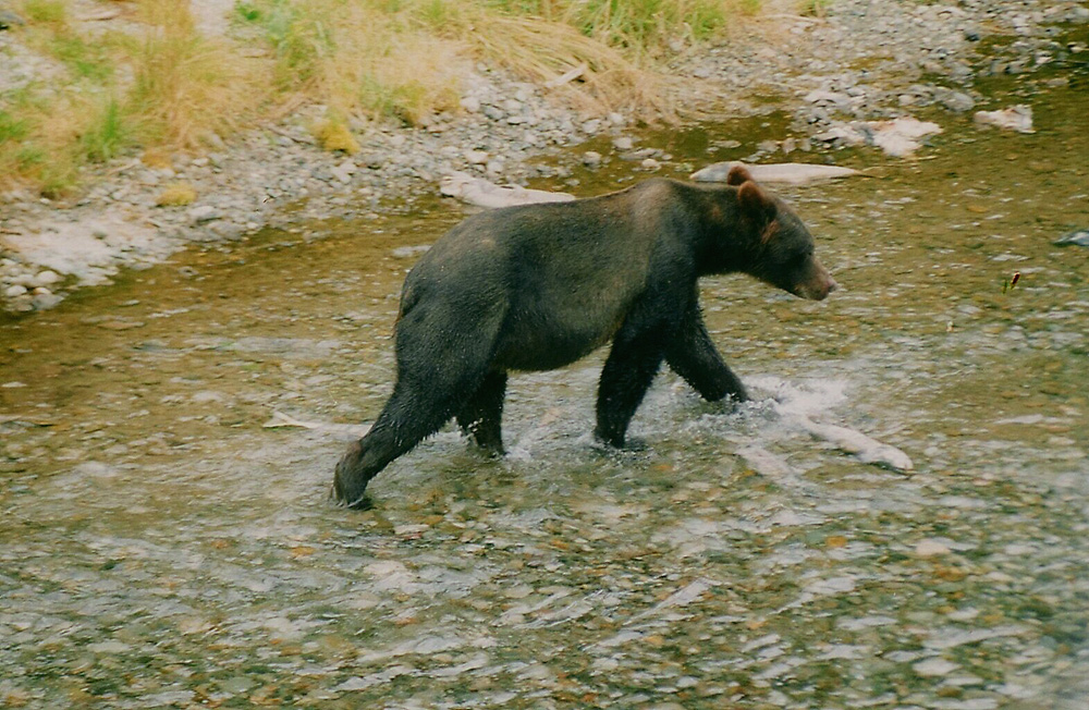 Bär beim bequemen Lachsfang