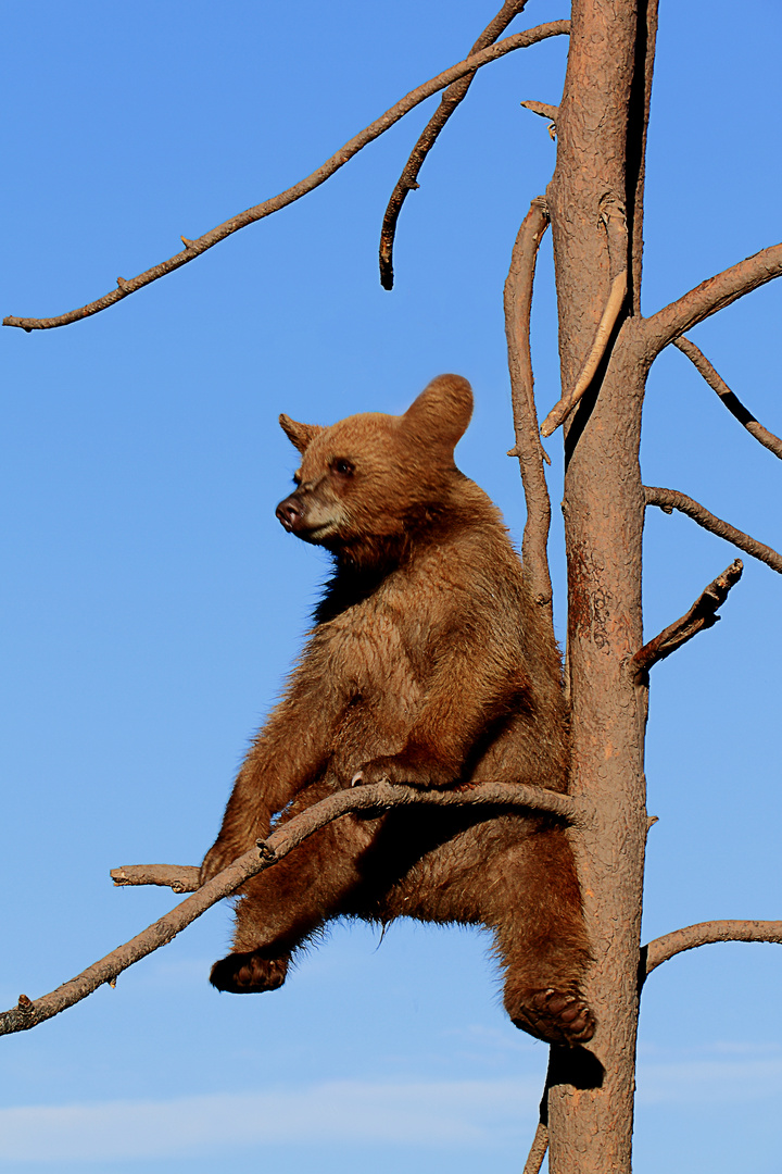 Bär beim Chillen