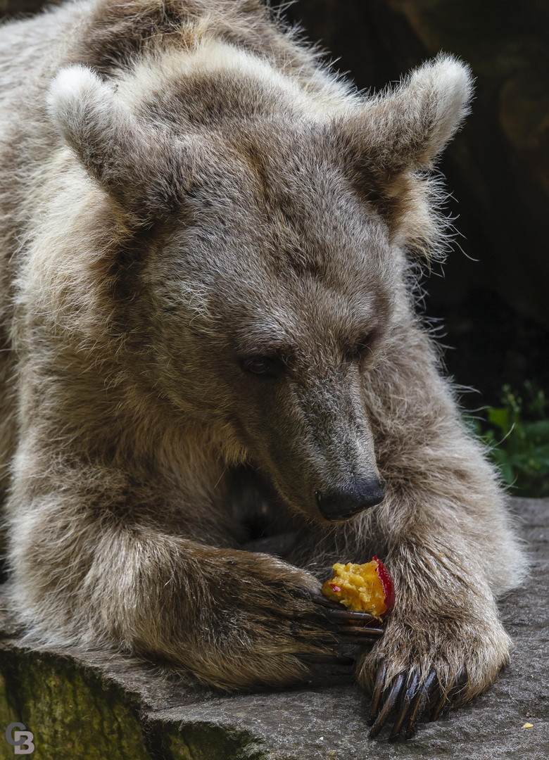 Bär beim Frühstück