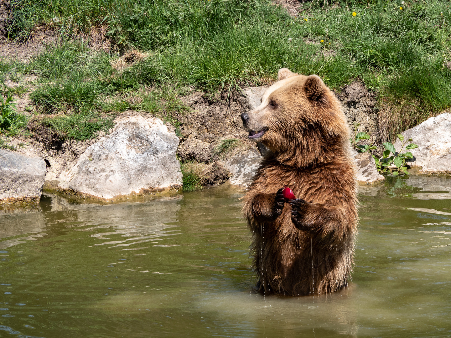Bär beim Futtern Foto & Bild tiere, zoo, wildpark & falknerei, pflanzen und tiere Bilder auf