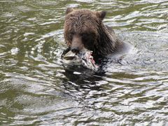 Baer beim Lachsfressen