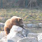 Bär beim Sonnenbaden im Wildpark Poing bei München