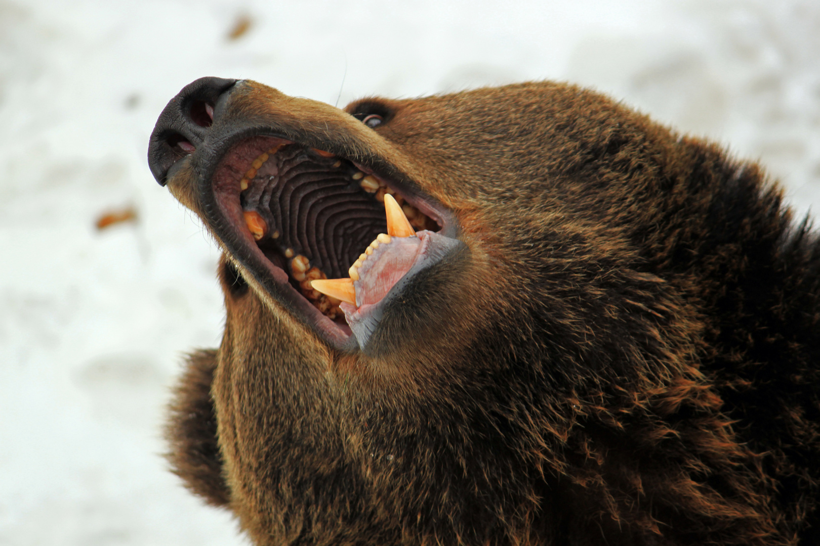 Bär beim Zahnarzt