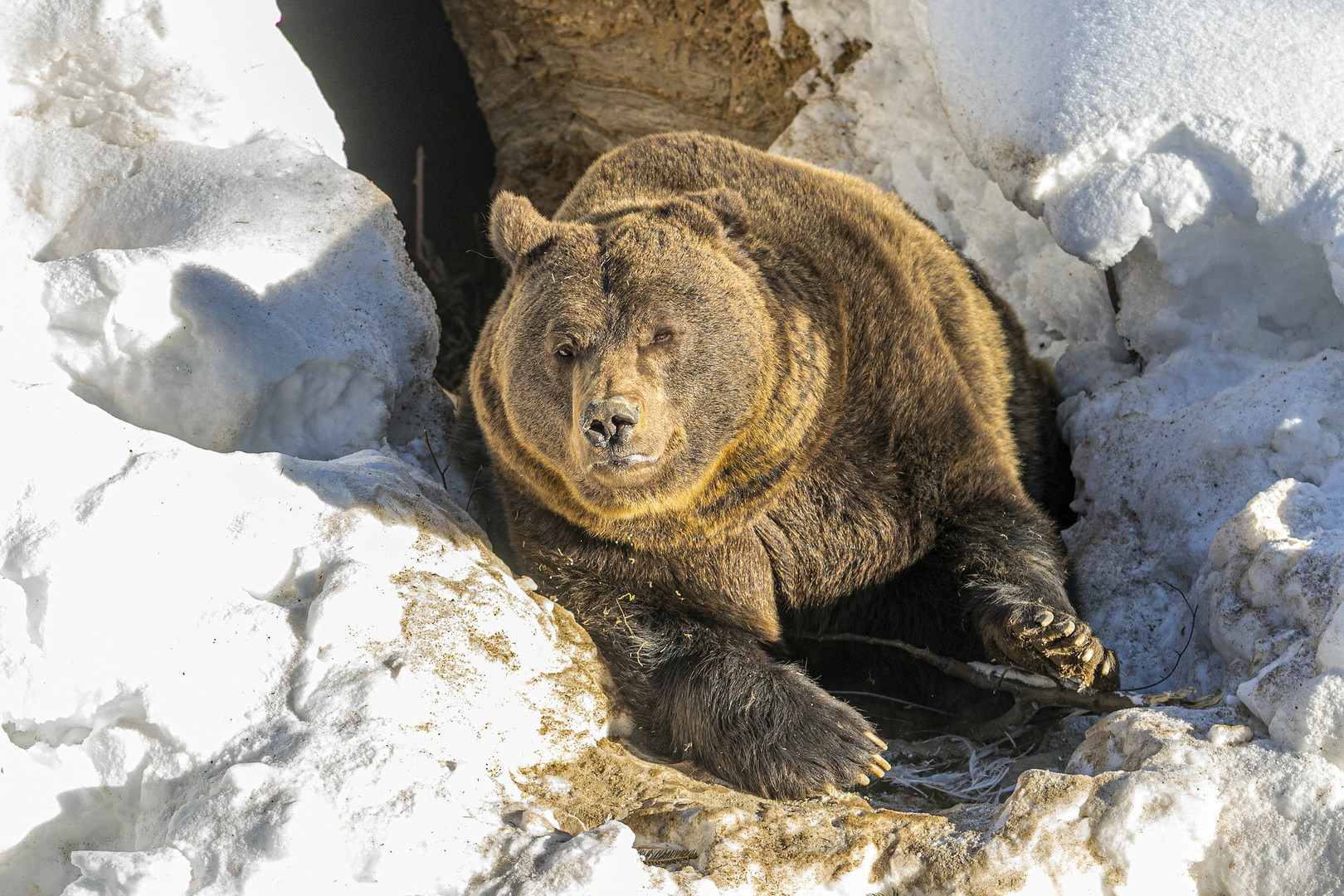 Bär Ben kommt kurz aus seiner Höhle.