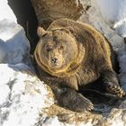 Bär Ben kommt kurz aus seiner Höhle.