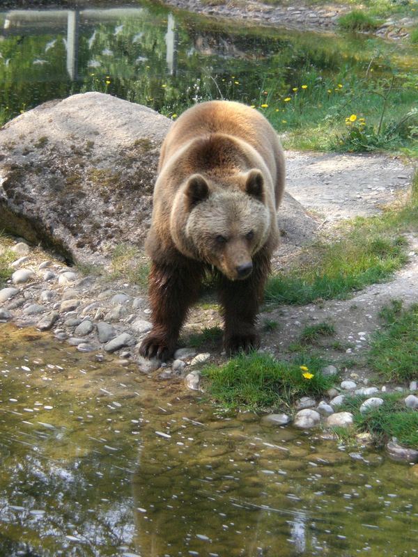 Bär von K.Friese 