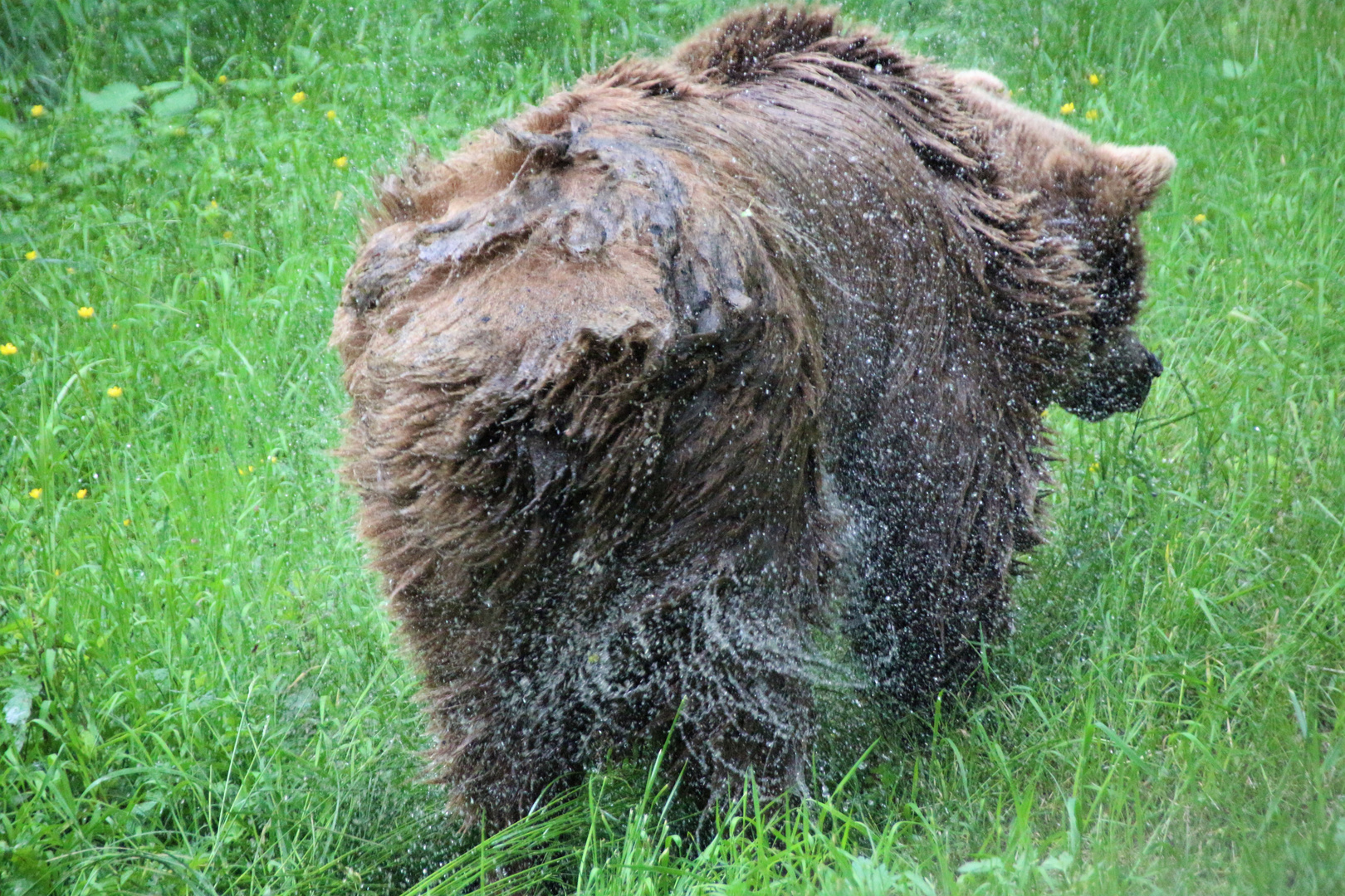 Bär, der Wasser aus seinem Fell schüttelt