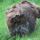 Bär, der Wasser aus seinem Fell schüttelt