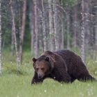 Bär: Ein Kraftpaket !