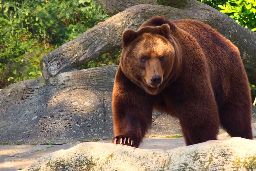 Bär Foto & Bild | tiere, wildlife, säugetiere Bilder auf fotocommunity