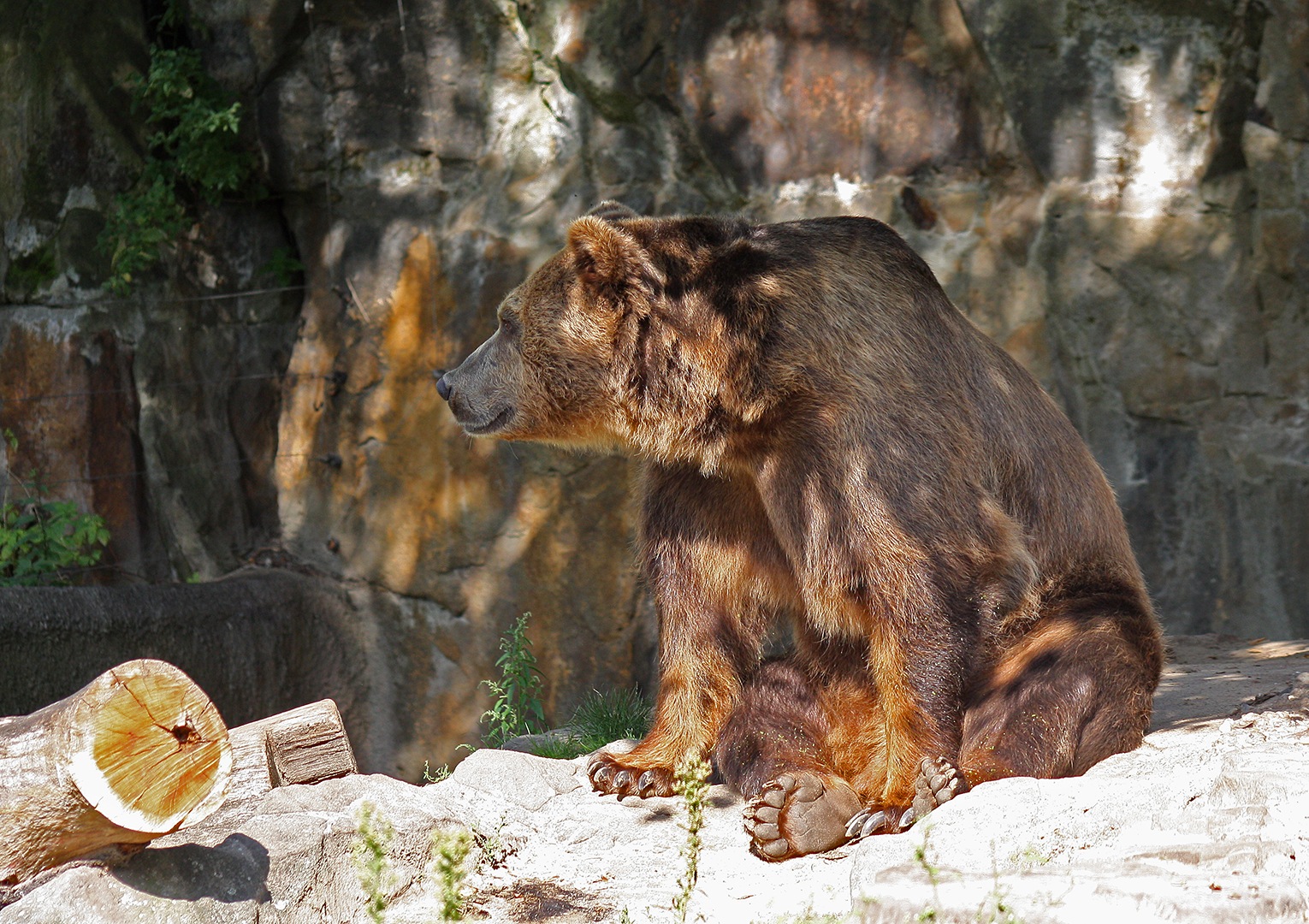 Bär guckt