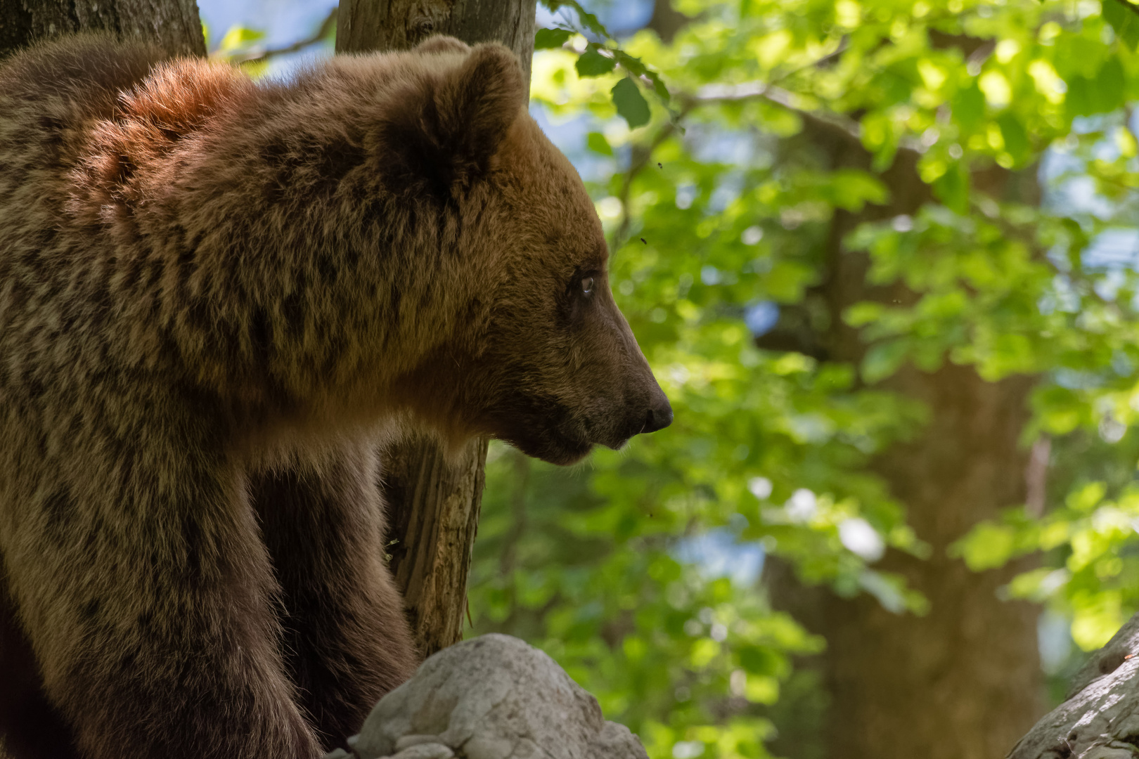 Bär im Abendlicht