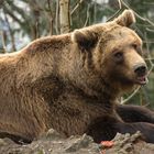 Bär im Alpenzoo