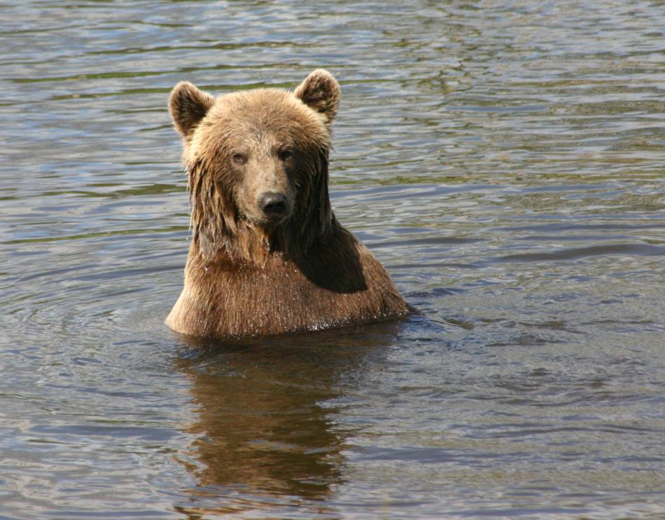 Bär im Bad.