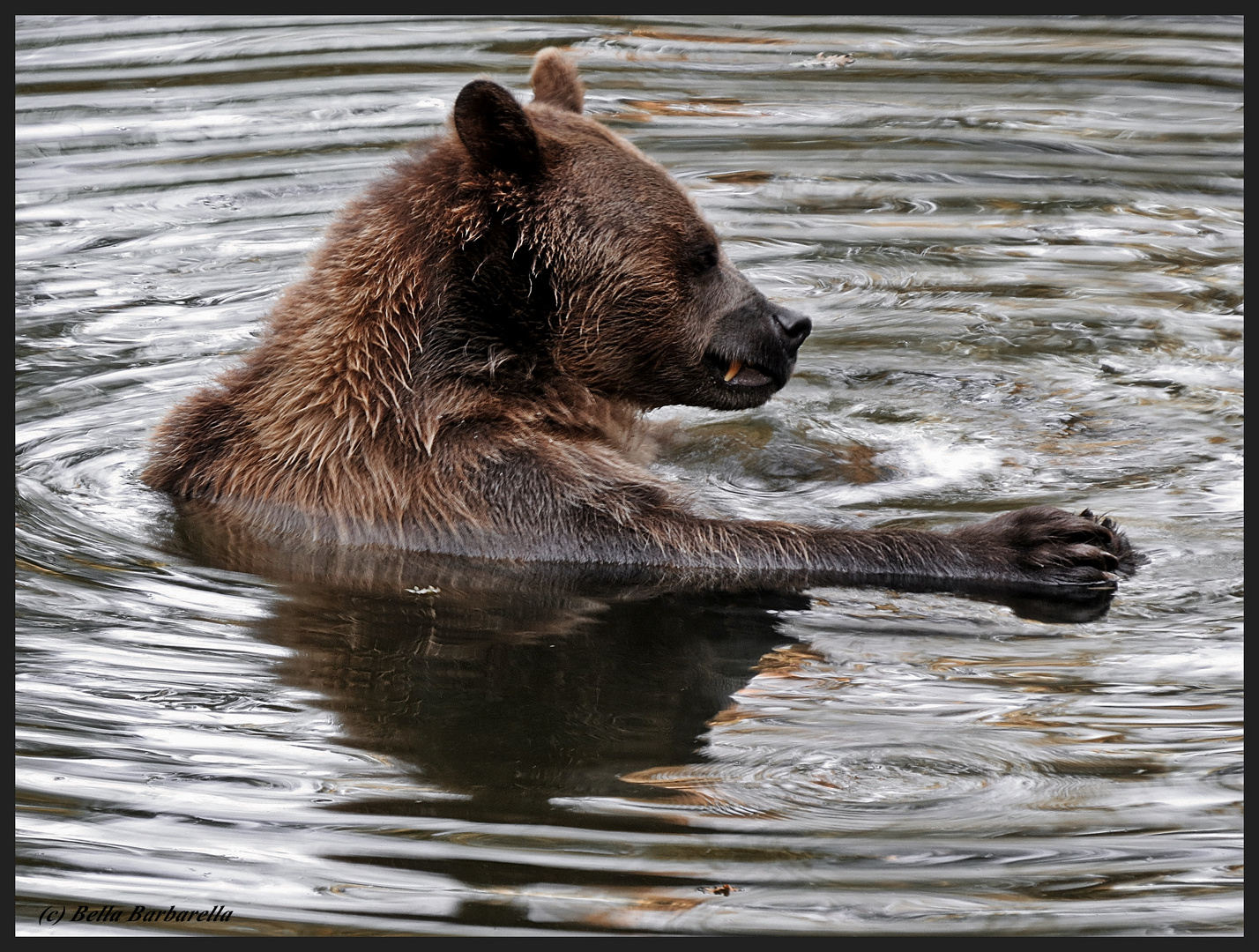 Bär im Bade