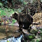 bär im bärenpark