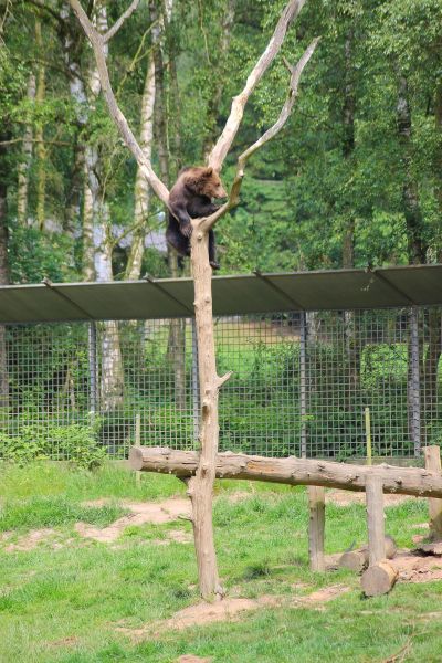 Bär im Baum