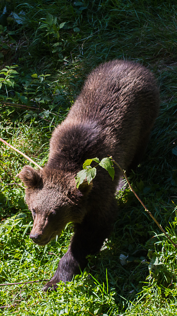 Bär im Bayrischen Wald