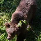 Bär im Bayrischen Wald