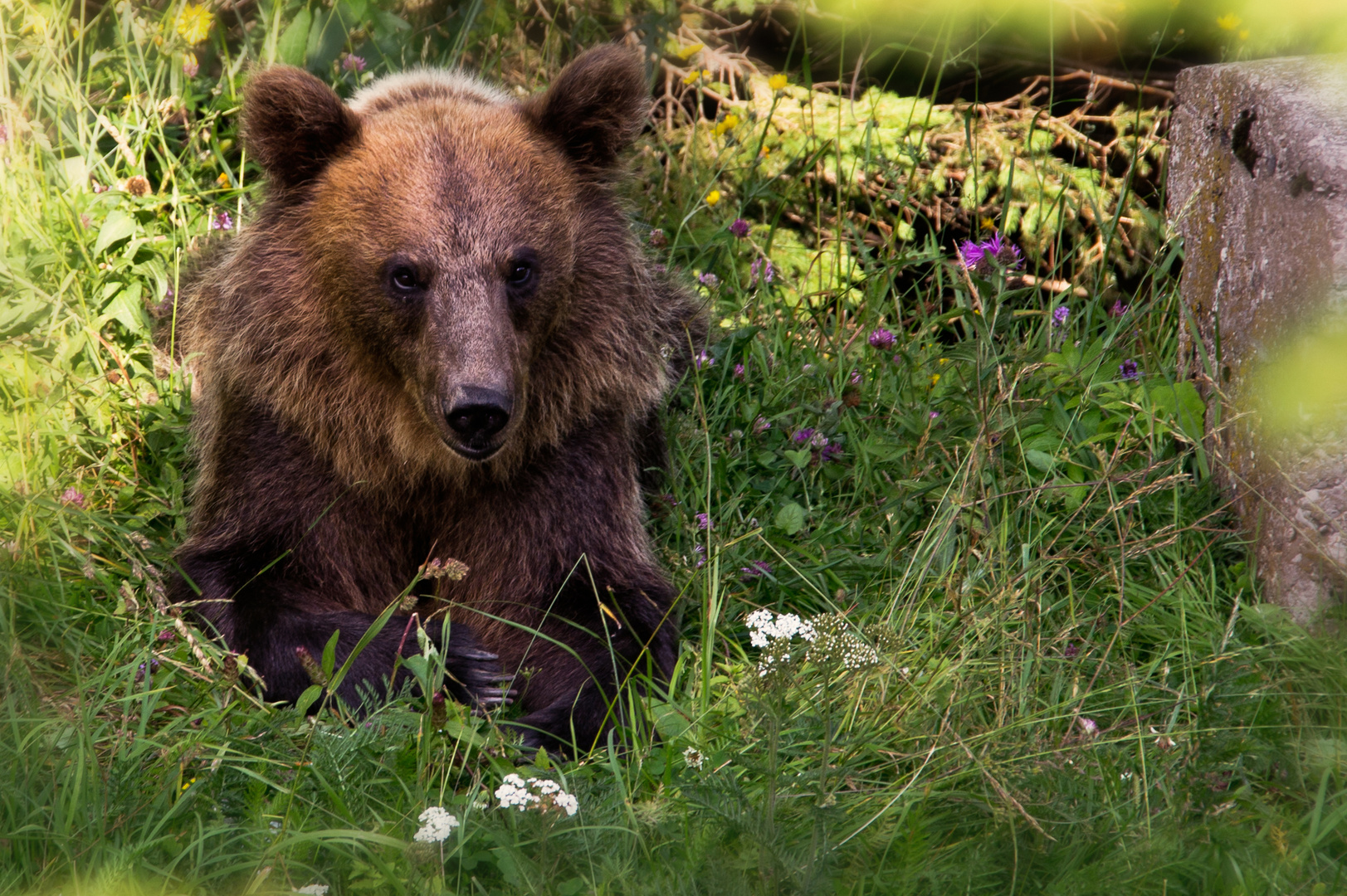 Bär im freier Wildbahn