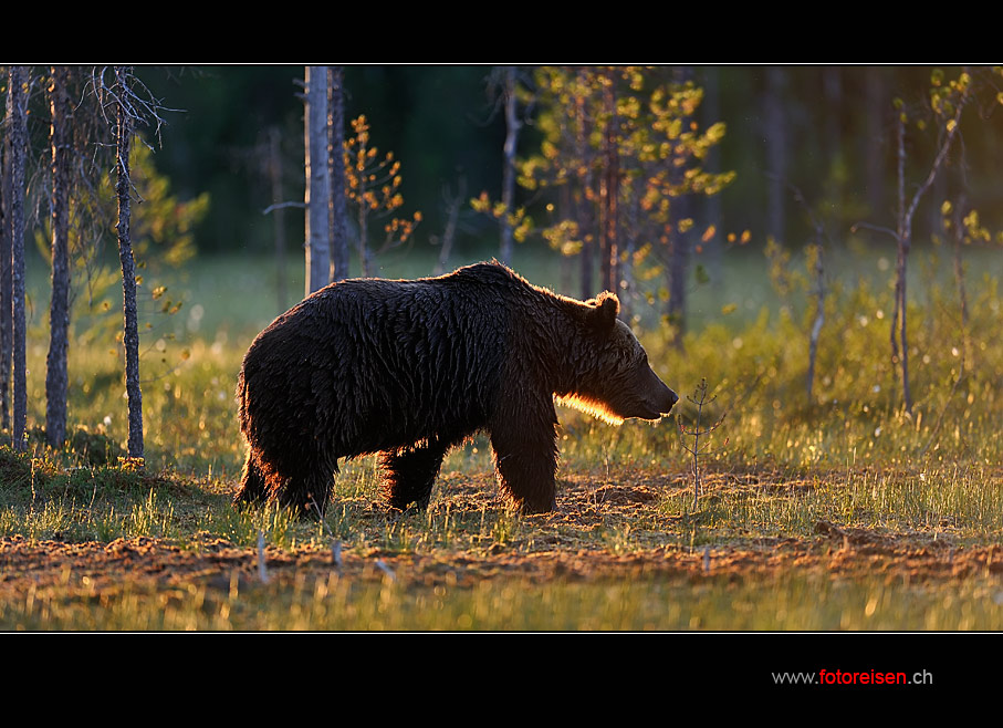 Bär im Gegenlicht