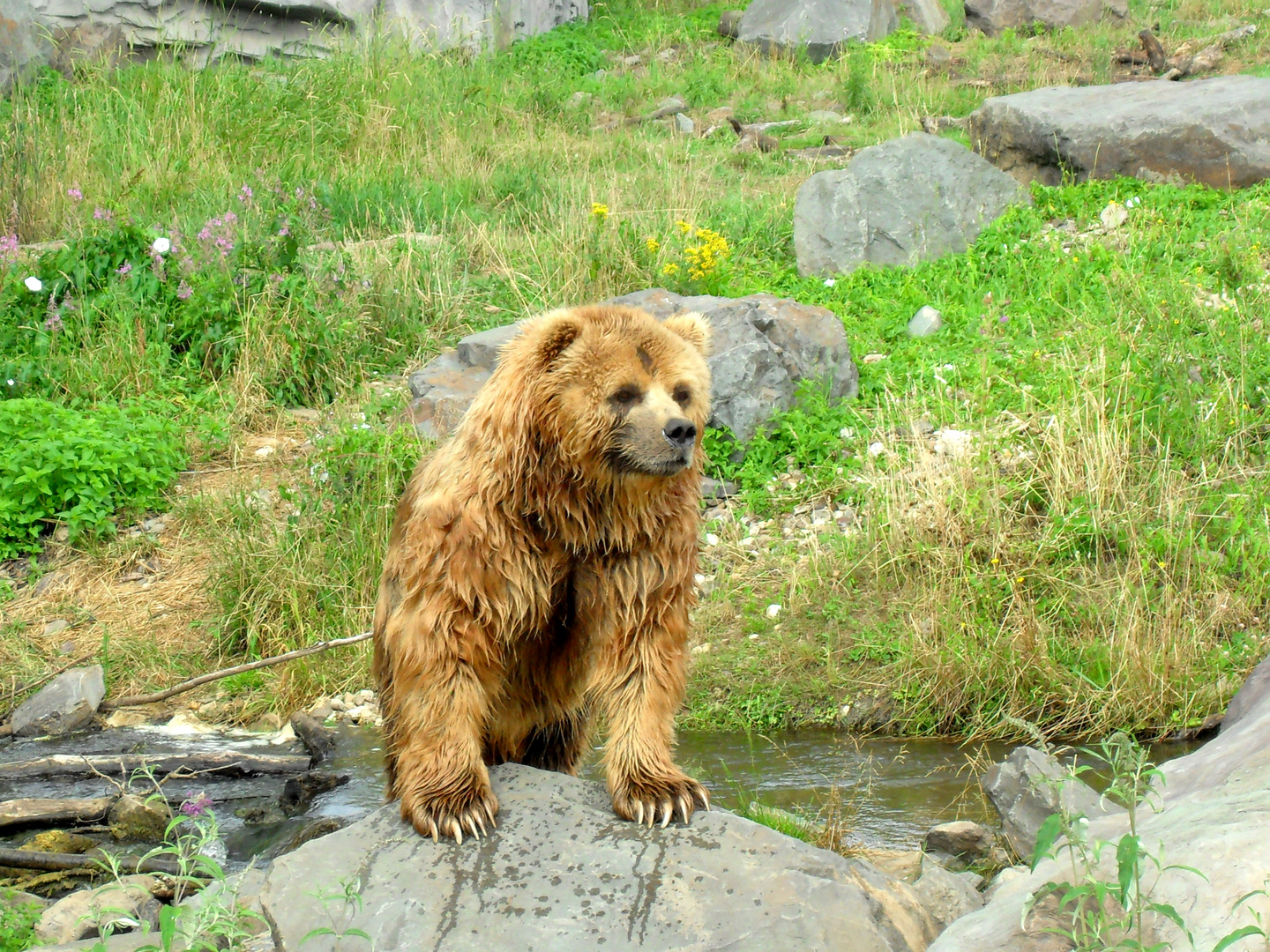 Bär im Gelsenkirchener Zoo