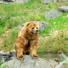 Bär im Gelsenkirchener Zoo